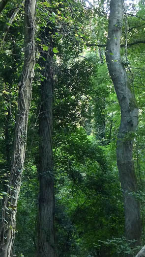 Congo (à Rocquement)